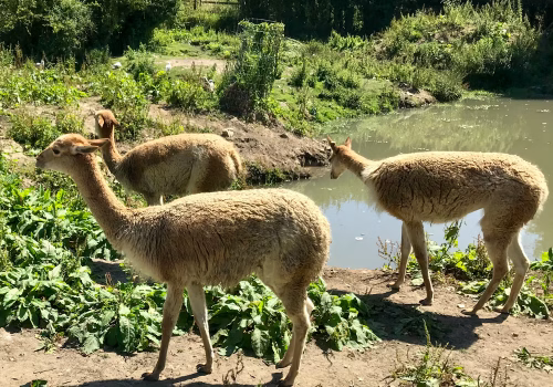 2008A Port Lympne-14
