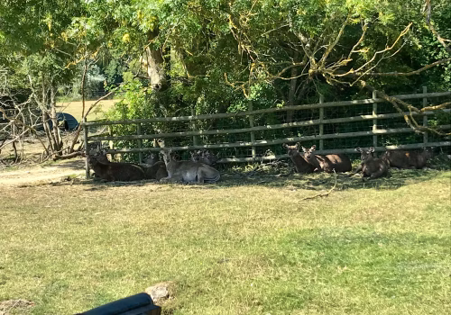 2008A Port Lympne-18