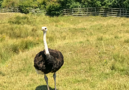 2008A Port Lympne-40