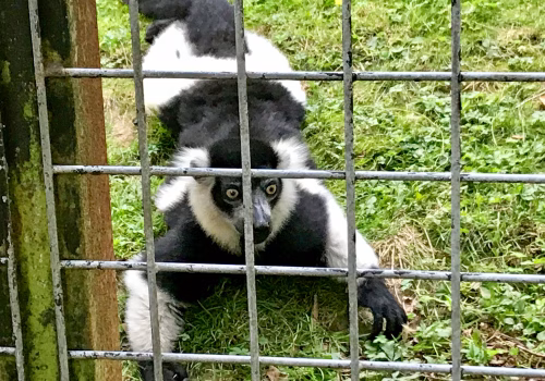 2008A Port Lympne-55