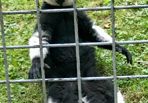 2008A Port Lympne-57