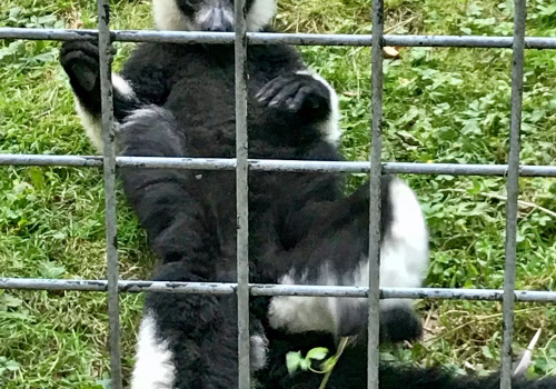 2008A Port Lympne-58