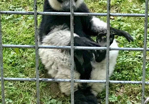 2008A Port Lympne-59