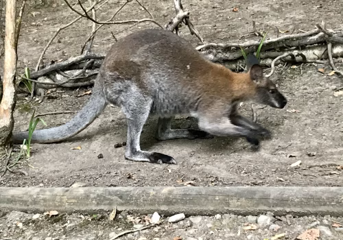 2008A Port Lympne-60