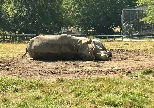 2008A Port Lympne-92