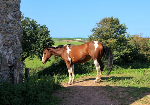 2009A6 17 Cornwall-42