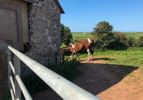 2009A6 17 Cornwall-45