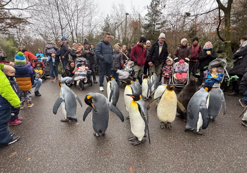 2511XX switzerland-096