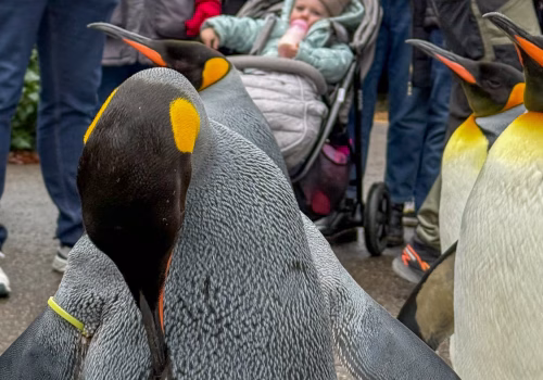 2511XX switzerland-099