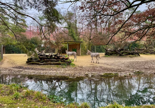 2511XX switzerland-101