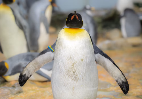 2511XX switzerland-107