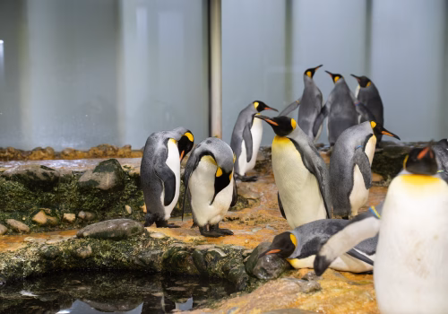 2511XX switzerland-108