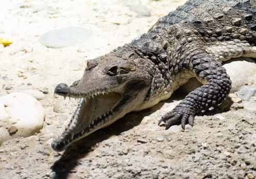 2511XX switzerland-110