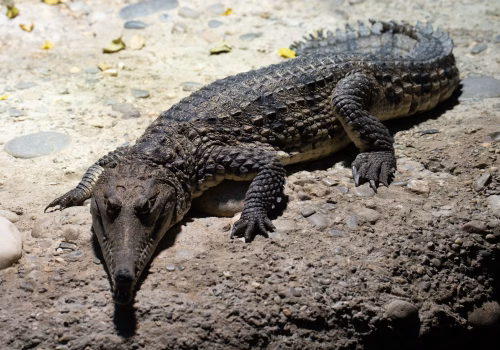 2511XX switzerland-111