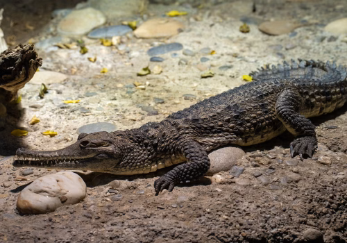 2511XX switzerland-112