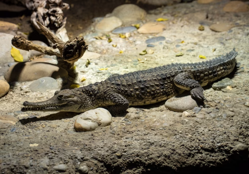 2511XX switzerland-113