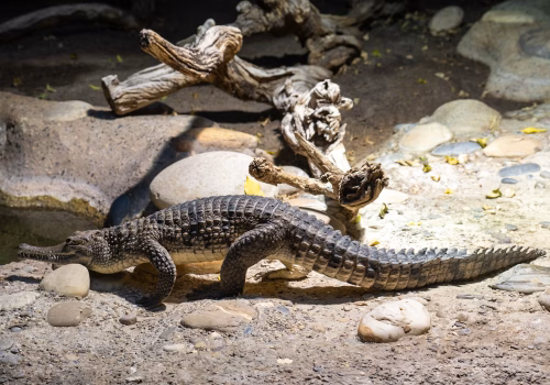 2511XX switzerland-114