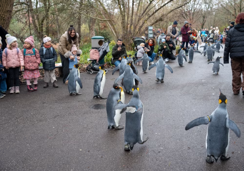 2511XX switzerland-119