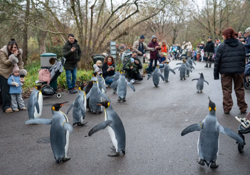 2511XX switzerland-121