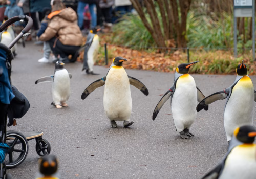 2511XX switzerland-126