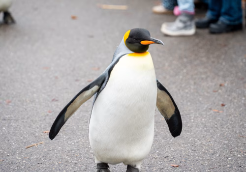 2511XX switzerland-127