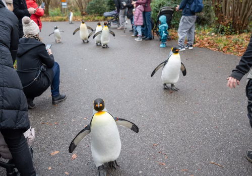 2511XX switzerland-128