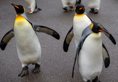 2511XX switzerland-129