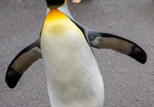 2511XX switzerland-130