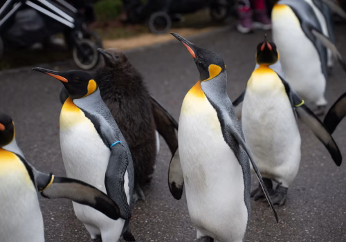 2511XX switzerland-131