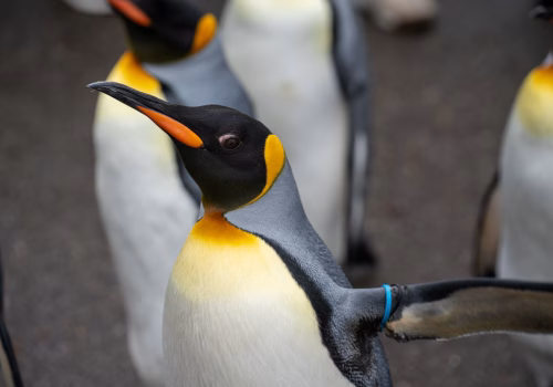 2511XX switzerland-133