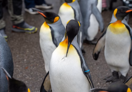 2511XX switzerland-134