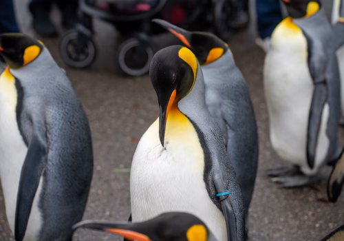 2511XX switzerland-135