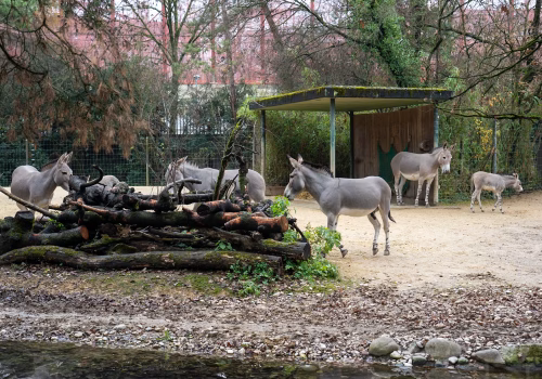 2511XX switzerland-137