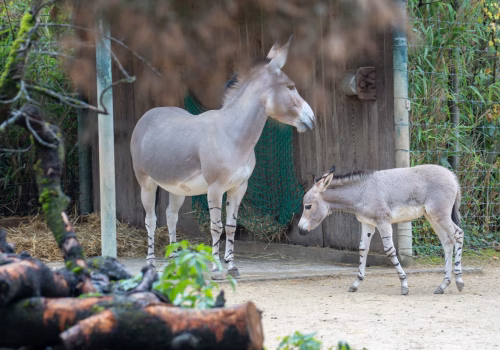 2511XX switzerland-138