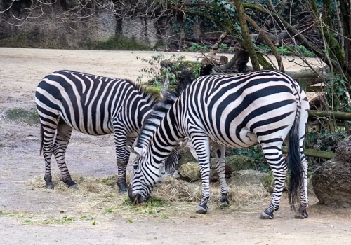 2511XX switzerland-139