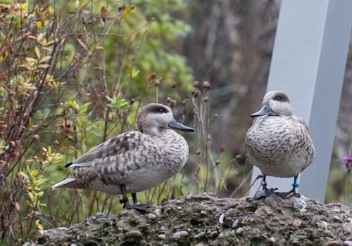 2511XX switzerland-145