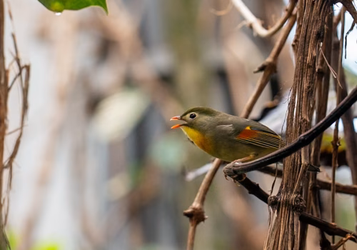 2511XX switzerland-146