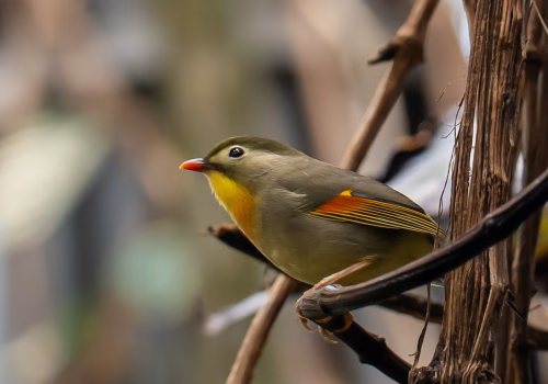 2511XX switzerland-147