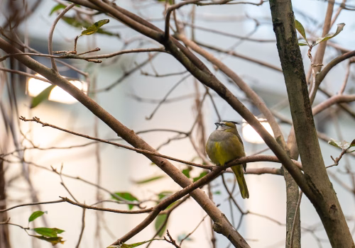 2511XX switzerland-151