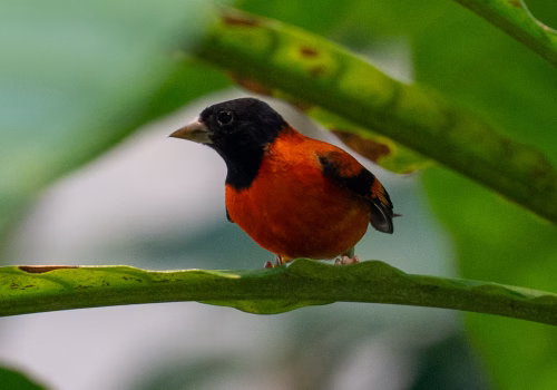 2511XX switzerland-152