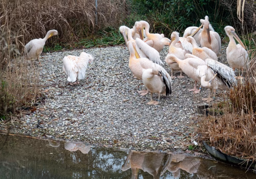 2511XX switzerland-153