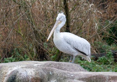 2511XX switzerland-155