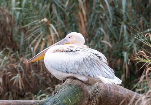 2511XX switzerland-156