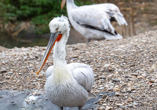 2511XX switzerland-157