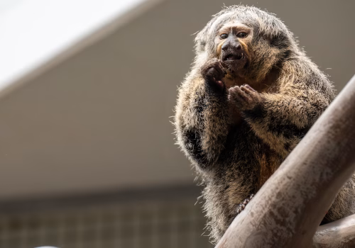 2511XX switzerland-160