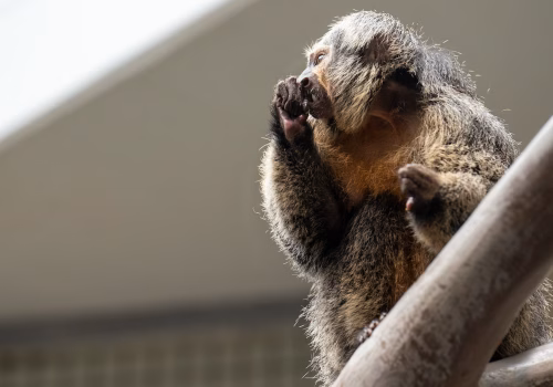 2511XX switzerland-161