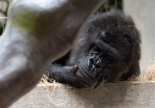 2511XX switzerland-162