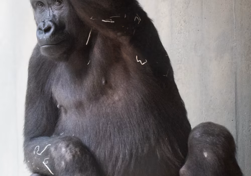 2511XX switzerland-163