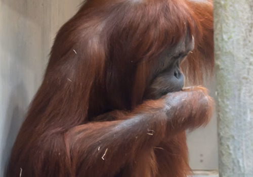 2511XX switzerland-166