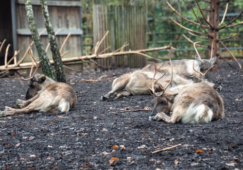 2511XX switzerland-167